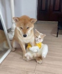 제발 나랑 사귀자…댕댕이에게 첫눈에 반해 프러포즈 했다가 거절 당한 고양이의 처절한 절규