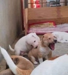 두번 다시는 동생 괴롭히지 말라고 맛있는 개껌 사줬는데 엄마 몰래 5초 만에 벌어진 일