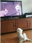 댕댕이가 동물농장 보고 있다고 하길래 무슨 소리인가 했더니 잠시후 엄마가 고개 끄덕인 이유