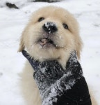 흰눈 내린 날 신나게 눈밭 뒹굴렀다가 까만 코에 눈 잔뜩 묻히고 웃어 보이는 뽀시래기 댕댕이