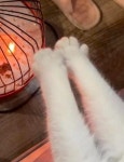 난로 앞에 갑자기 불쑥 나타난 고양이의 솜뭉치 발에 귀여워서 심장이 녹는 줄 알았어요