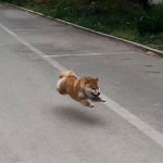 절대로 안 도망간다더니… 댕댕이 믿고 목줄 잠깐 풀어줬다가 순간 멘붕 온 집사