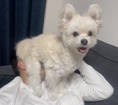 누워서 핸드폰 보는 아빠의 얼굴에 엉덩이 깔고 앉더니 해맑게 방긋 웃는 강아지