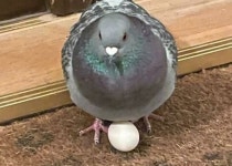 퇴근 후 집에 갔더니 비둘기가 현관문 앞에서 마음대로 알 낳고서 저보고 키우라고 하네요