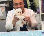 진찰 받으러 병원 찾아온 강아지가 너무 귀여워 진찰하는 내내 미소 짓는 수의사