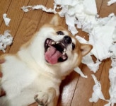 휴지 범벅으로 집안 개판(?) 만들어놓고 뻔뻔하게 천진난만 웃고 있는 시바견