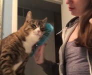 거울 보며 머리 빗고 있는 집사한테 앞발 내밀더니 자기 빗어달라 떼쓰는 고양이