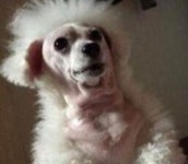 아빠 말만 믿고 댕댕이 셀프 미용 맡겼다가 뜻밖의 거란족컷에 멘붕 온 가족들