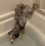엉덩이 만큼은 물 묻히기 싫은 강아지가 목욕할 때마다 필사적으로 하는 행동