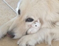 장난감 물어 뜯어 망치기 일쑤인 강아지가 유일하게 물어 뜯지 않은 장난감의 정체