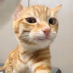 순간 셀카 찍는 내 모습 보는 줄 알았다는 고양이의 시크하면서도 도도한 표정