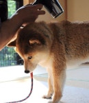 거짓말하면 노트북 씹어먹는다…댕댕이 목욕 끝나고 반드시 간식 줘야 하는 진짜 이유