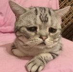 365일 하루도 빠지지 않고 세상에서 가장 슬픈 표정 짓고 있다는 고양이의 정체
