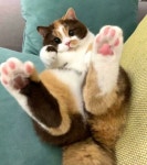 발라당 드러누우면서 핑크 핑크+꾸덕 꾸덕 발바닥 자랑하는 중인 고양이의 애교