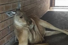 볼일 보러 공중 화장실에 들어가려고 하는데 캥거루가 뒷다리 꼬고 유혹하고 있어요