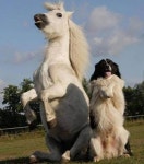 목장까지 놀러온 댕댕이 선생님에게 성공률 100% 간식 얻어 내는 방법을 배웠습니다