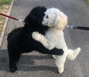 어렸을 적 헤어졌던 동생 우연히 만나서 기분 너무 좋은 언니 강아지가 보인 행동