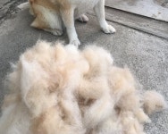 털갈이 때마다 강아지 몸에서 빠져 나온 털들 모아봤더니 수북하게 쌓여있는 털뭉치