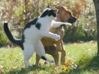 처음 본 고양이 너무 마음에 들어 허락없이 엉덩이 냄새 맡았다가 냥냥 펀치 맞은 댕댕이