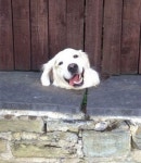 개구멍으로 몰래 나왔다가 엄마랑 눈 마주치자 당황해 하는 댕댕이의 진심 어린 표정