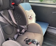 동물병원 도착했는데 진료 받기 싫었던 포메라니안이 차에서 내리지 않고 한 행동