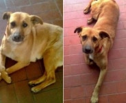 오랫동안 굶었다 누군가 쓰레기통에 버린 바게트 주워서 허기진 배 채우는 유기견