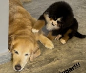 자기 혼자 놀기 너무 심심하다며 언니한테 제발 놀아달라 간절히 조르는 동생 강아지