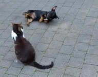 고양이의 마음 어떻게 해서든 얻으려 열심히 애교 부리고 유혹하는 중이라는 강아지