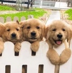 마트서 남편이랑 장보고 왔을뿐인데 잠시후 댕댕이들 너무 귀여워 심장이 녹을 뻔한 이유