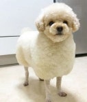 애견 미용실 언니한테 예쁘게 해주세요! 했는데 정말 귀여운 아기 양이 되서 돌아왔어요