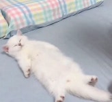 놀다 지쳐 침대에 대자로 누운 고양이 일으켜 앉혔더니 눈앞에서 벌어진 귀여운 상황