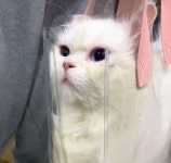 고양이 목욕 시키려고 미용실에 가는데 이동장 못 찾은 집사가 이동장 대신 꺼내든 이것