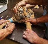 수의사가 예방접종 주사 맞히려고 하자 너무 무섭고 싫다며 포효하는 아기 호랑이