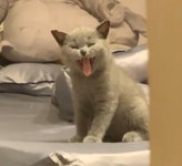 동물병원에 다녀온 뒤 단단히 삐져서 앞발 턱에 괸 채로 집사 노려보는 아기 고양이