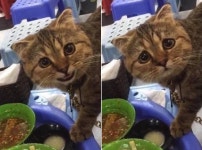 한입만~하고 웃으며 다가오는 고양이에게 안돼! 했더니 갑자기 지어보인 표정