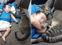 약 사러 잠깐 나갔다가 온 사이 집사 부부 대신 아기 잠깰까봐 쪽쪽이 붙잡아준 고양이