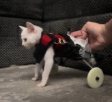 뒷다리 마비된 탓에 네 발로 걷지 못하는 새끼 고양이에게 휠체어 선물해줬더니 생긴 일