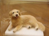 친구가 무지개 다리 건넌 반려견 털들 모아 똑닮은 인형으로 만들어줘 눈물이 났어요