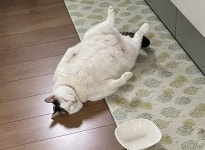 밥그릇 깨끗하게 싹 다 비워놓고 배부른지 바닥에 드러누워서 뱃살 뽐내고 있는 고양이
