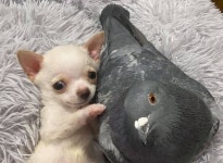 태어날 때부터 뒷다리 마비로 걷지 못하는 아기 강아지의 절친이 되어준 이 동물 정체