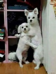 우리가 또 뭐 잘못했나요?...아빠때문에 화난 엄마 얼굴 본 댕댕이들 반응