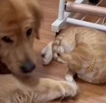 중성화 수술 때문에 아픈 동생 고양이 걱정됐는지 약초 모아서 집에 가지고 온 강아지