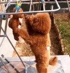 세탁해서 건조대에 널어놓은 곰인형이 걱정됐던 강아지가 보인 감동적인 행동