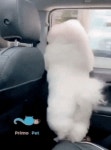 한강 공원으로 소풍 가자했더니 댕댕이가 차안에서 발 동동 구르며 보인 치명적인 뒷태