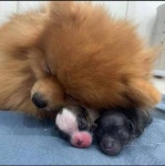 예쁜 아기 강아지들 숭풍~ 낳고 자신이 너무 대견해 윙크하며 자랑하는 엄마 댕댕이