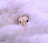 날씨 쌀쌀해지자 추웠는지 엄마 닭 품에 쏙 들어가서 몸 녹이는 중인 병아리