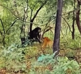 새끼 곰 지키기 위해 호랑이와 맞서 싸우는 어미 곰의 예상치 못한 결말