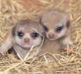 조막만한 손 내밀어 보이며 반가워! 인사하는 아기 미어캣의 귀여움