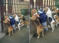 꼬리 살랑 흔들고 있는 강아지들이랑 사이좋게 담 너머 구경하는 꼬마