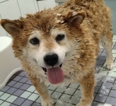 우리집 강아지 목욕했더니 털이 삐죽삐죽한 고슴도치가 되었어요